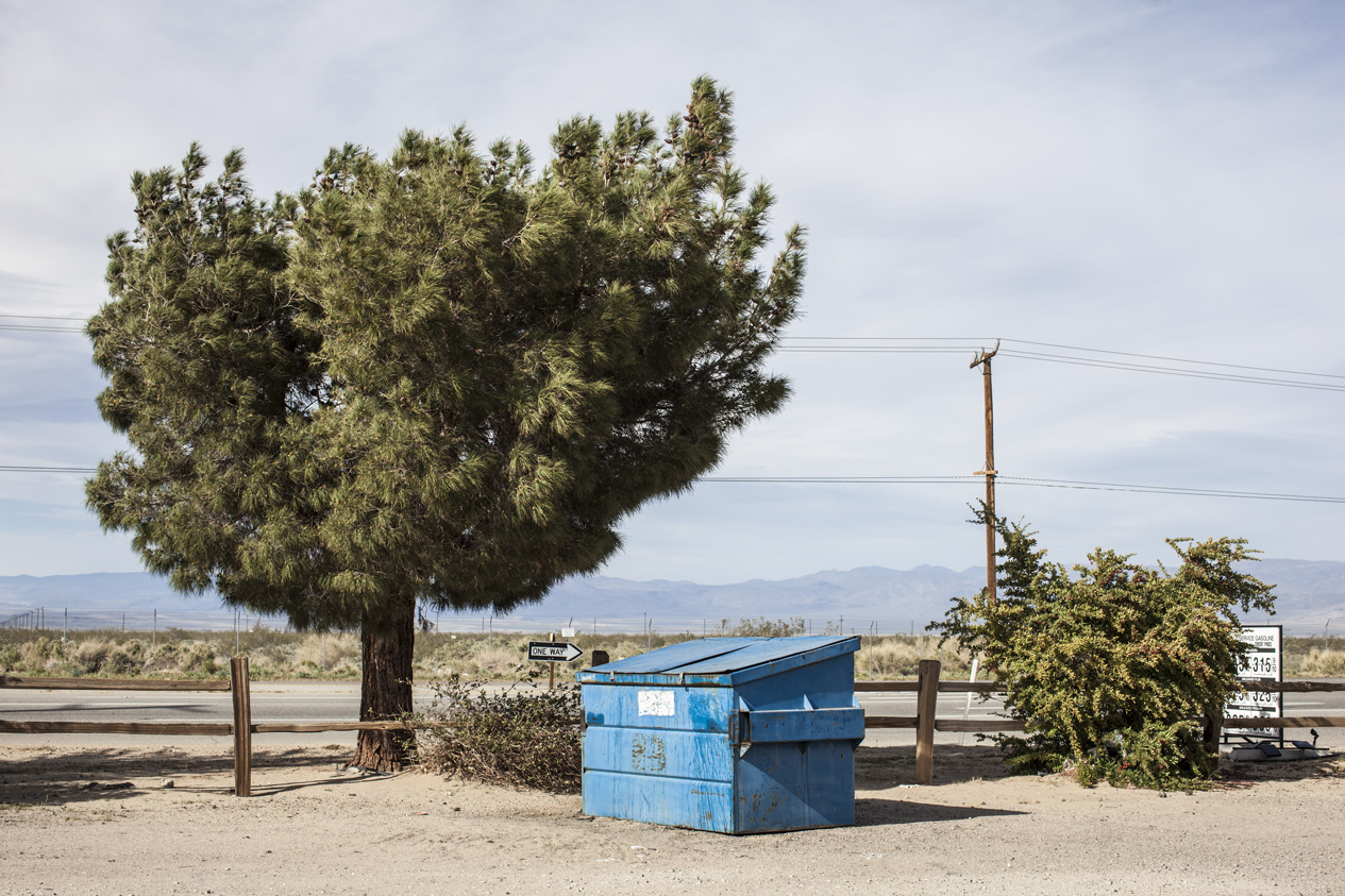 Californian Pine and Trash Can